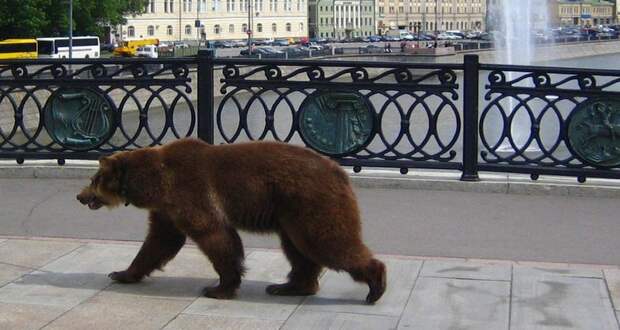 В финскую школу пришел медведь