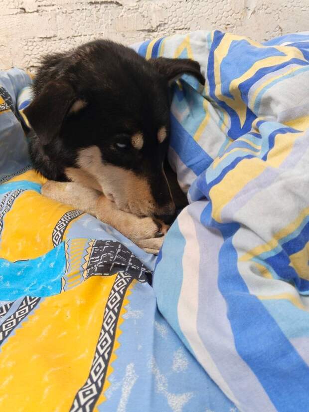 Дончанин спас собаку, которая вмёрзла в лёд в 10-градусный мороз