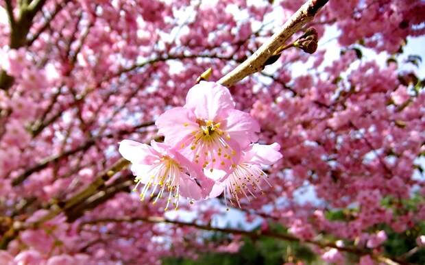 Cherry Blossom