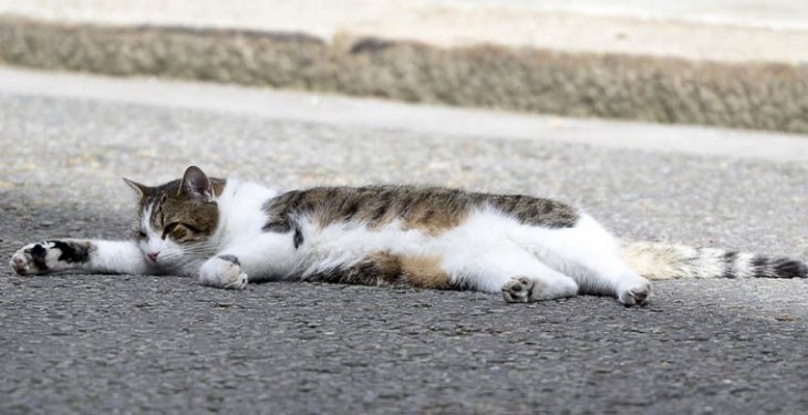 6 КОТОВ-ТРУДОГОЛИКОВ, которые нас восхитили