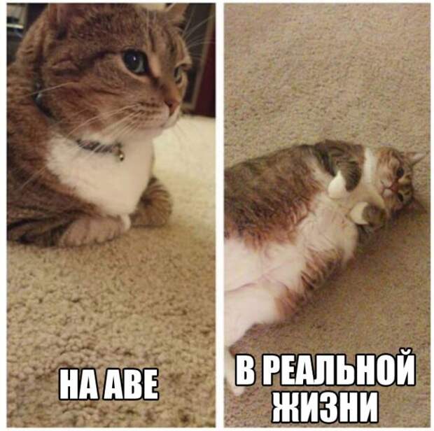 Смешные картинки и веселые фото для позитива (12 фото)