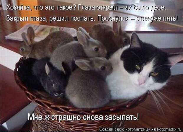 Лучшие котоматрицы недели (50 фото) Лучшие котоматрицы недели (50 фото)
