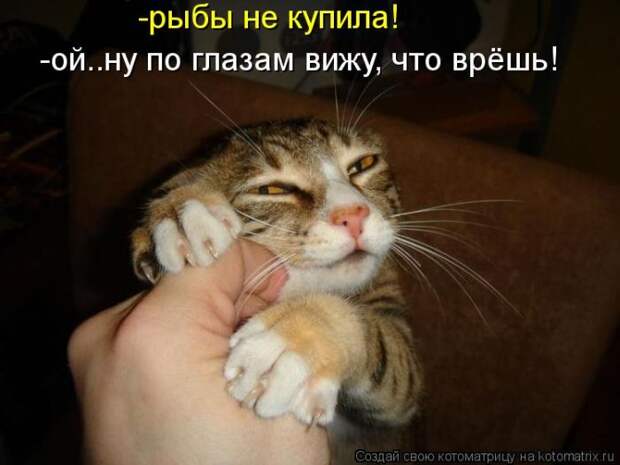 Лучшие котоматрицы недели (50 фото)