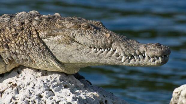 Засуха на озере Камнарок в Кении стала причиной гибели 10 тысяч крокодилов и слонов