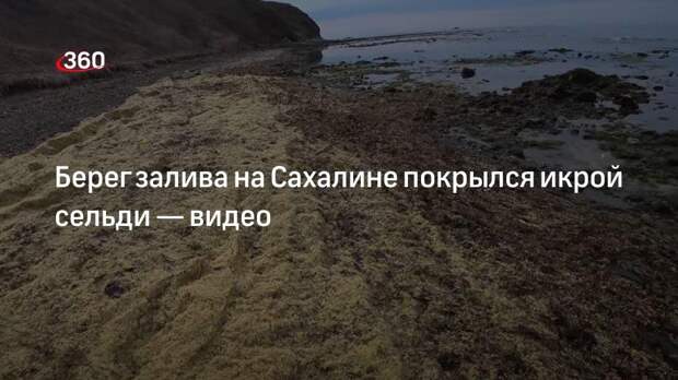 Берег залива на Сахалине покрылся икрой сельди — видео