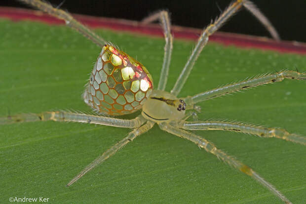 mirror-spider-thwaitesia-argentiopunctata-8
