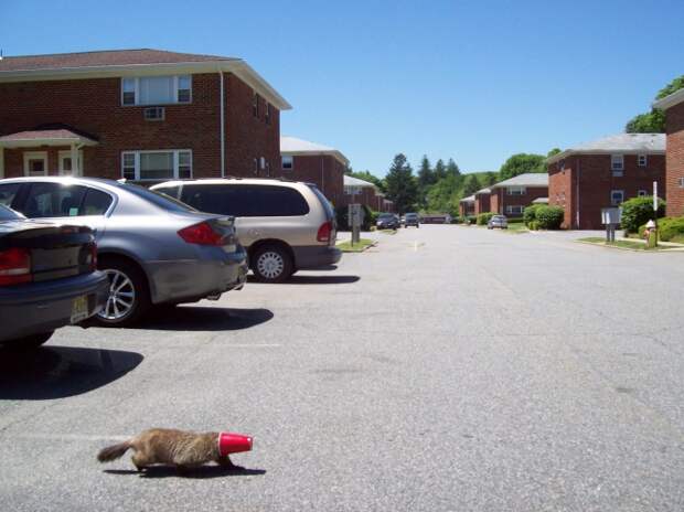 Давайте улыбаться вместе :) (27 улыбок)