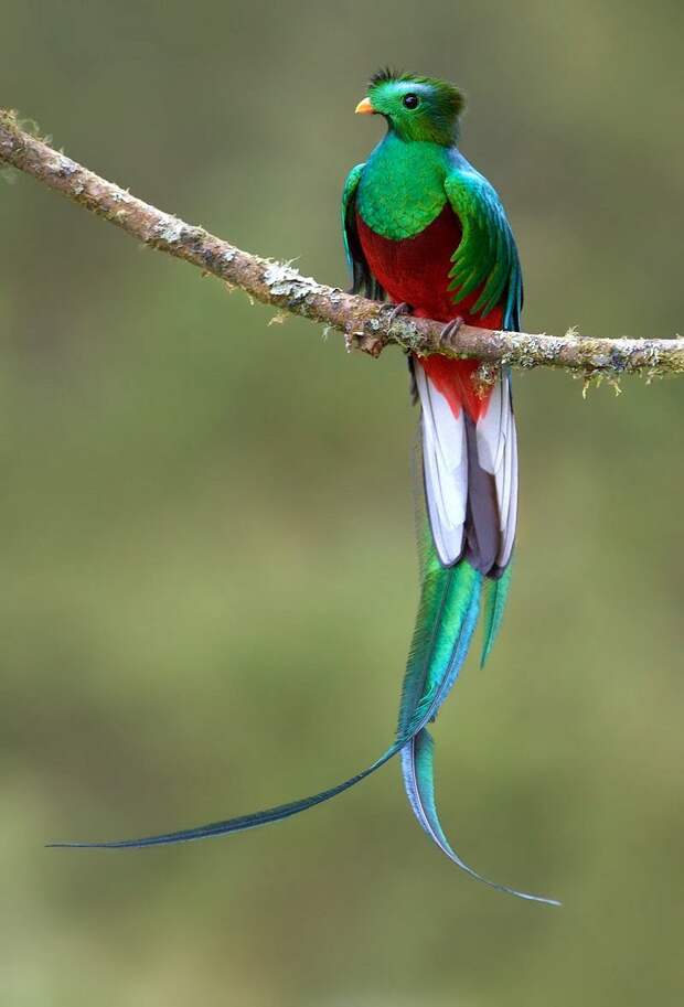 exotic-birds-5