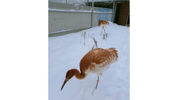Стерхи-первогодки переживают первую зиму в питомнике Окского заповедника