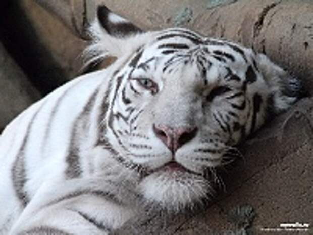 Белые тигры 41