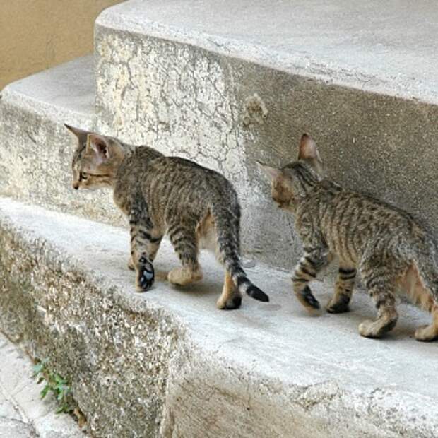 Повадки котов