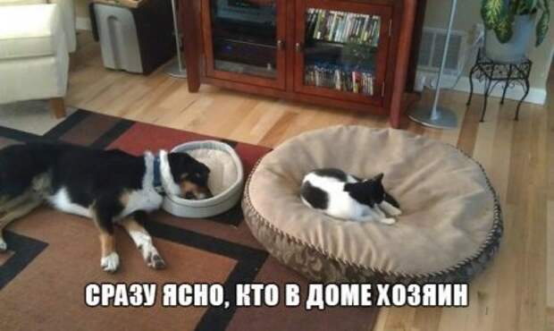 Смотрим  приколы - сушим зубы.