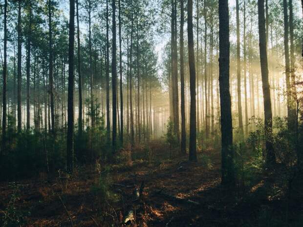 16-летние подростки заблудились в лесу Удмуртии