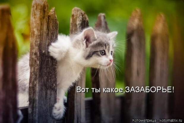 Лучшие котоматрицы недели (50 фото)