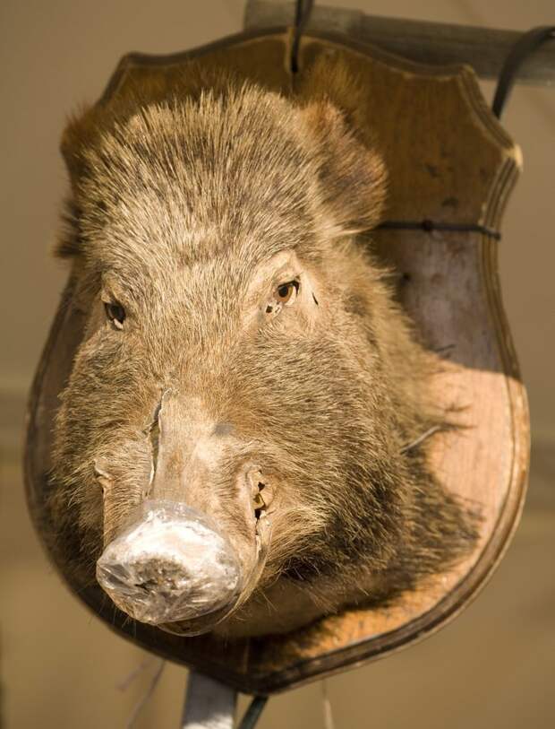 Boars head. Голова кабана. Голова кабана на стену. Кабанья голова с фисташками. Голова кабана из дерева.