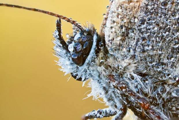 insects22 insects22 Портреты насекомых