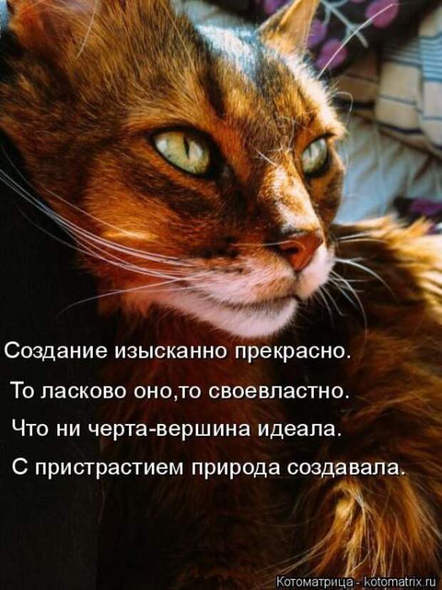 Котоматрицы(картинки с надписями)