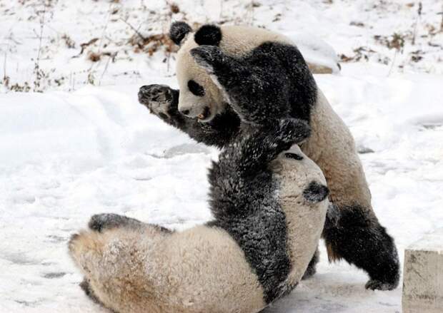 Панда-релакс животные, панды, релакс