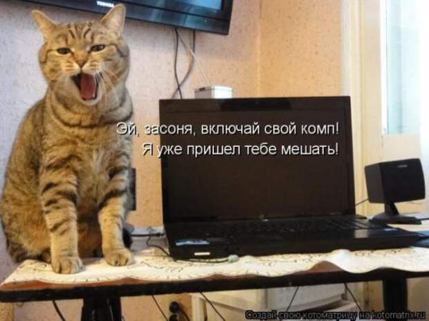 Котоматрицы(картинки с надписями)