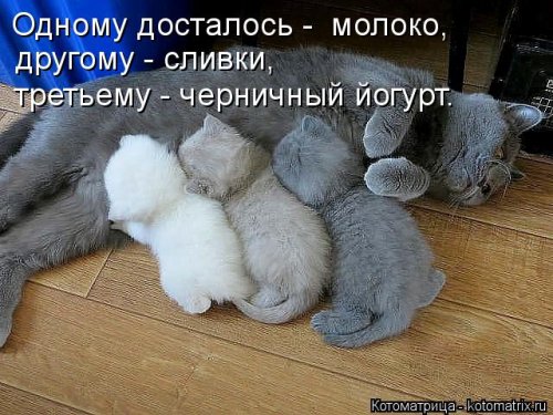Лучшая котоматрица за неделю (32 фото)