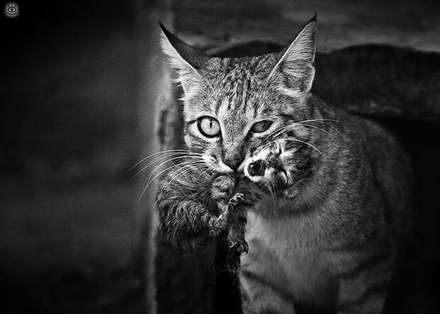 Кошки в чёрно-белых тонах 13