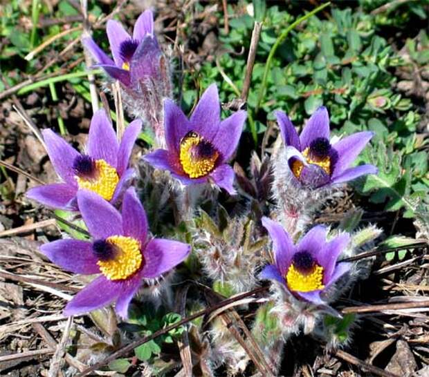 Прострел китайский (Pulsatilla chinensis)