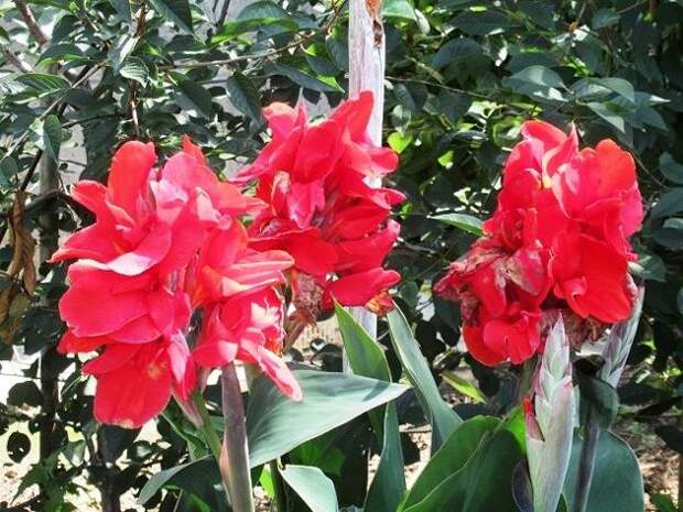 Канны после зимы: как их разделить и прорастить