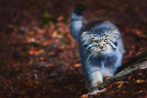 Ученые определили 5 самых опасных кошек в мире