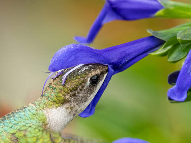 Рубиновогорлый колибри