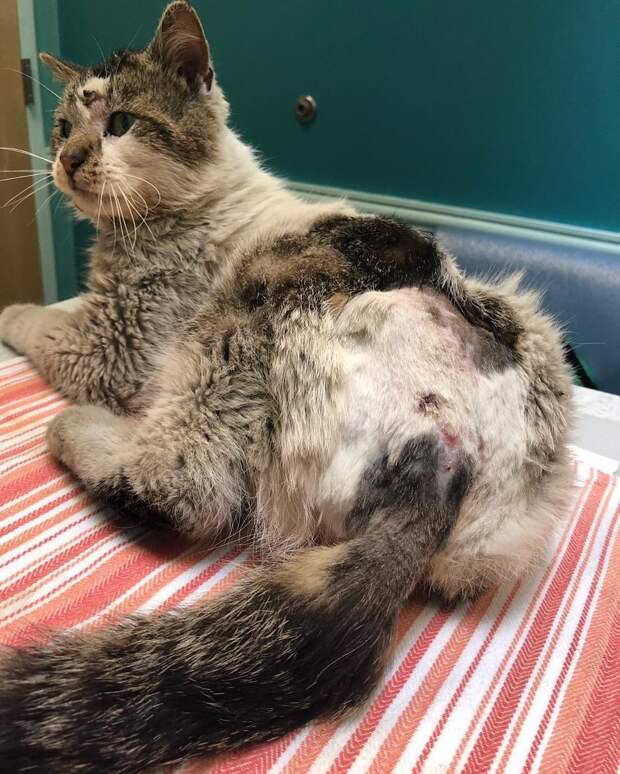 Без кота и жизнь не та