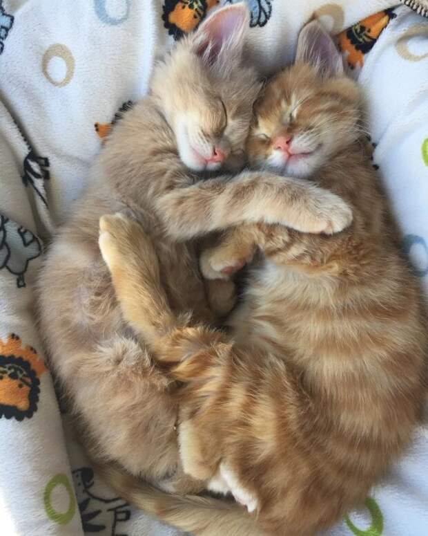Без кота и жизнь не та
