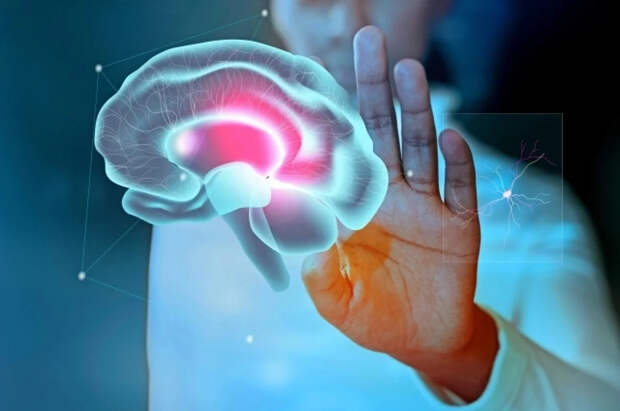 Ученые впервые смогли «воскресить» мозг после глубокой заморозки