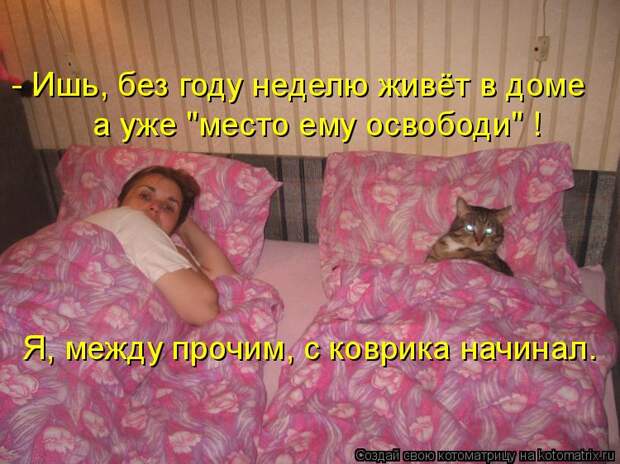 Котоматрица - - Ишь, без году неделю живёт в доме а уже 