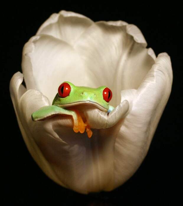 Оригинальные лягушки Frogs13 Оригинальные лягушки