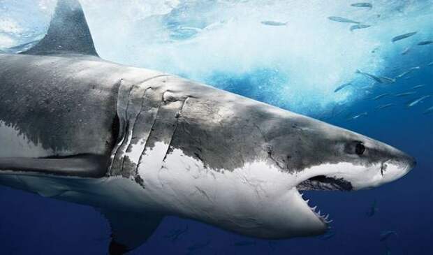Иногда эти хищники едят нелепые вещи - в желудке акулы нашли документы