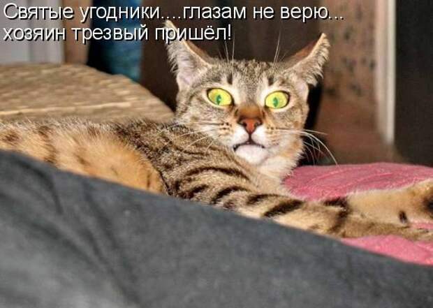 Котоматрица. Мысли вслух :)