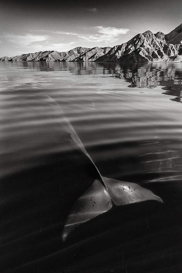 Фотограф потратил 25 лет на то, чтобы запечатлеть величественную красоту китов и дельфинов