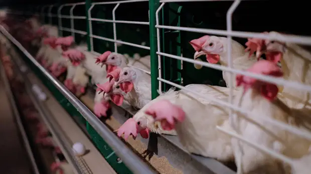 В Россельхознадзоре прокомментировали ситуацию с Петелинской птицефабрикой