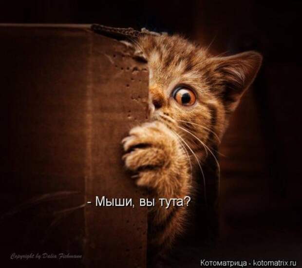 Лучшая котоматрица за неделю (31 шт)