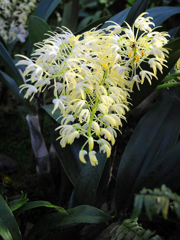 orchids09 Экзотические орхидеи