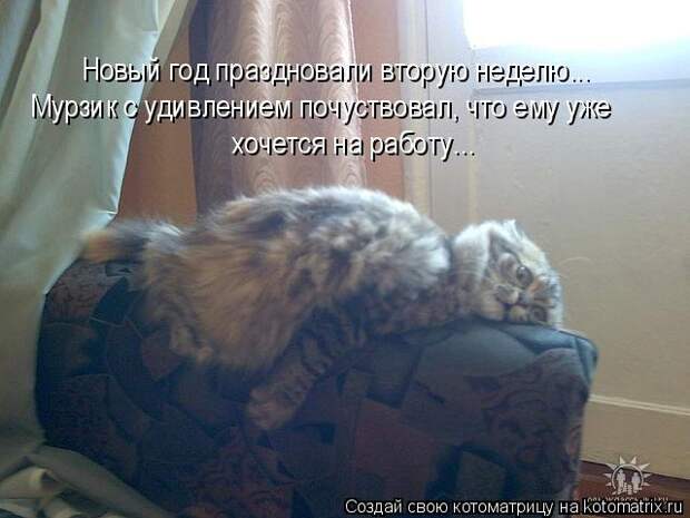 Котоматрица - Новый год праздновали вторую неделю... Мурзик с удивлением почуствовал