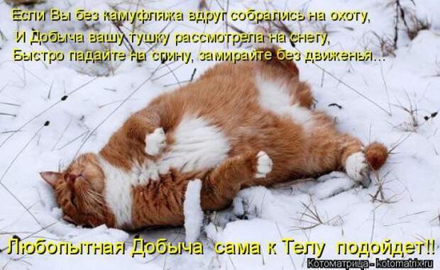 Котоматрицы (картинки с надписями)