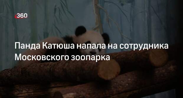 Панда Катюша поцарапала сотрудника Московского зоопарка во время игры