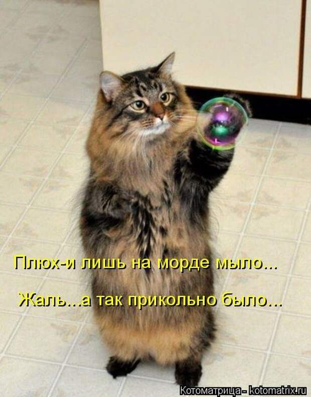 Котоматрица свежак (36 шт)