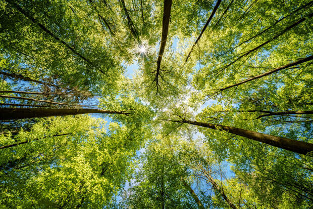 Conversation: жители Пекина ищут поддержку в городских лесах