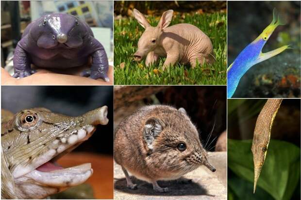 15 животных, чьи носы так и лезут куда не следует животные, интересное, мир, носатые, природа, фауна