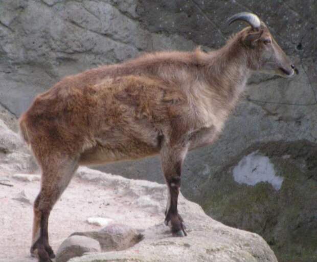 Гималайский козел: описание, распространение, размножение