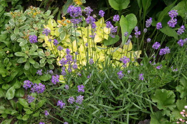 Желтолистные и желтоцветущие формы в сочетании с синими и фиолетовыми оттенками - пример контрастной цветовой гаммы