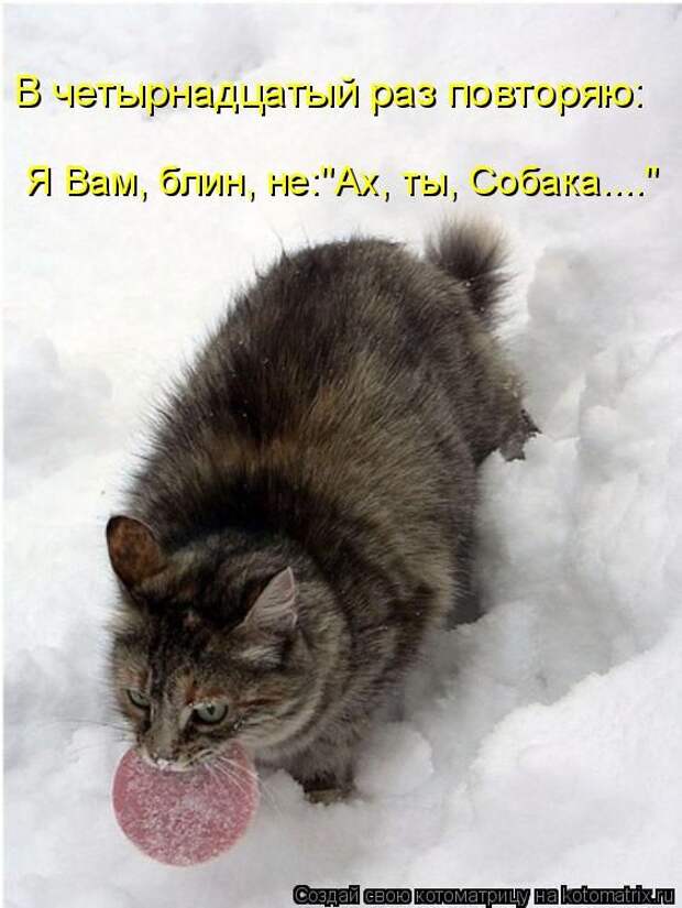 Лучшие котоматрицы недели (50 фото) Лучшие котоматрицы недели (50 фото)