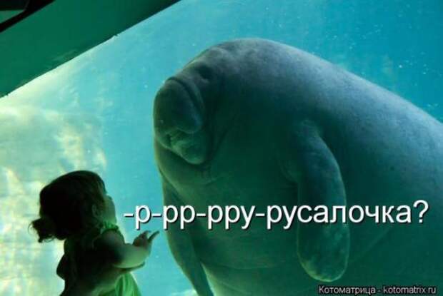 Котоматрицы (картинки с надписями)